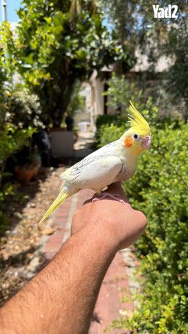 תמונת מודעה - חיות מחמד