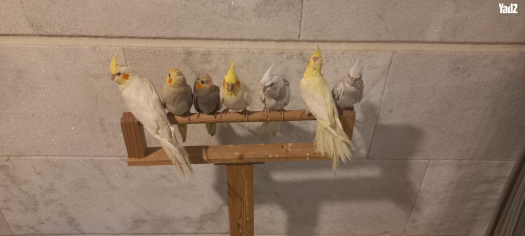 תמונת מודעה - חיות מחמד