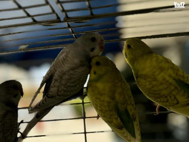 תמונת מודעה - חיות מחמד