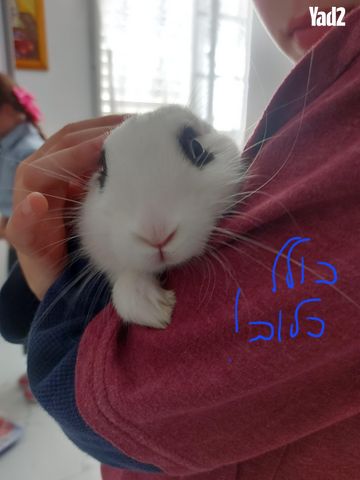 תמונת מודעה - חיות מחמד