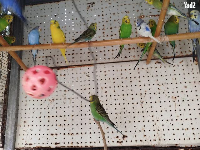 תמונת מודעה - חיות מחמד
