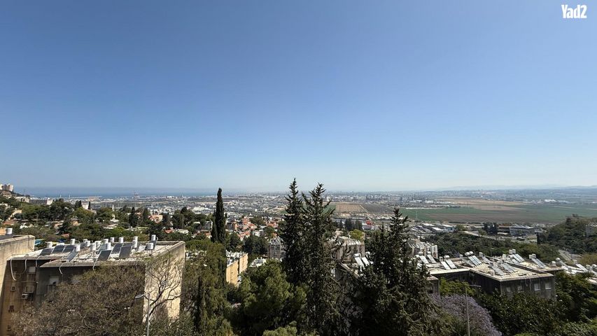 חבצלת 12