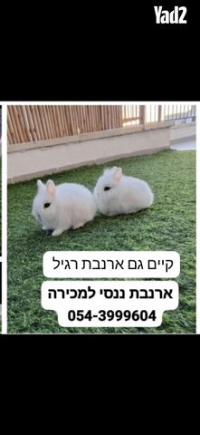 תמונת מודעה - חיות מחמד