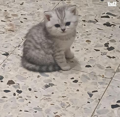תמונת מודעה - חיות מחמד