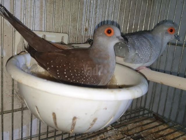 תמונת מודעה - חיות מחמד