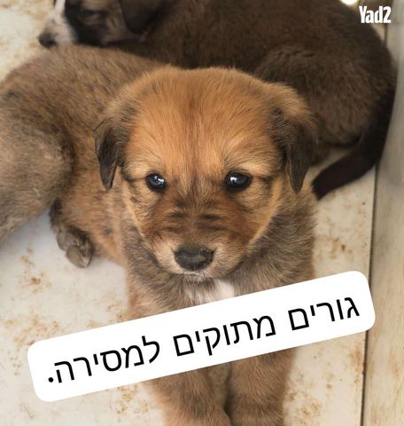 תמונת מודעה - חיות מחמד