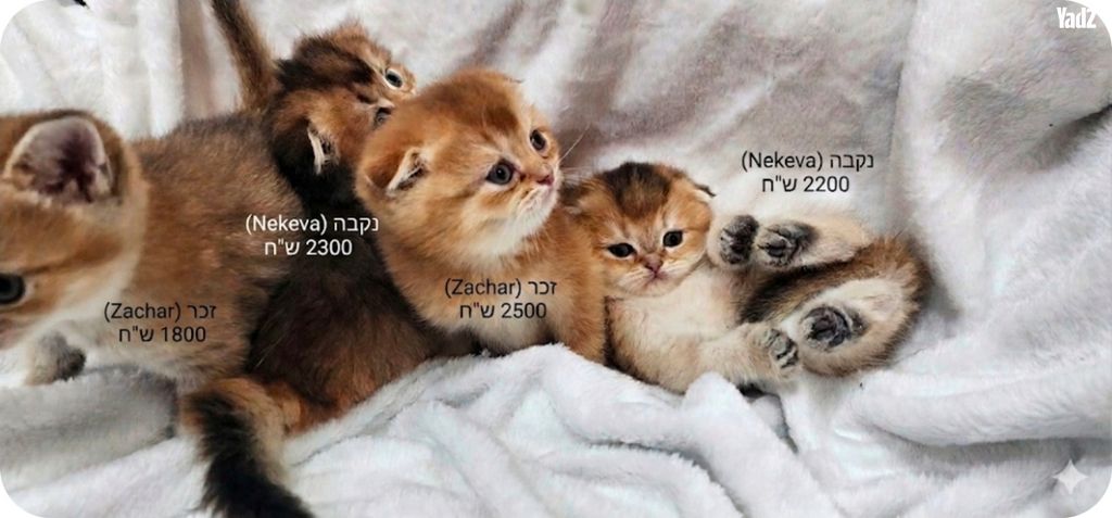 תמונת מודעה - חיות מחמד