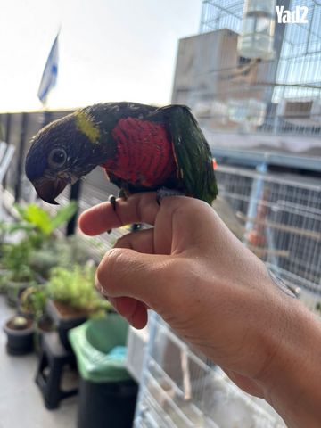 תמונת מודעה - חיות מחמד