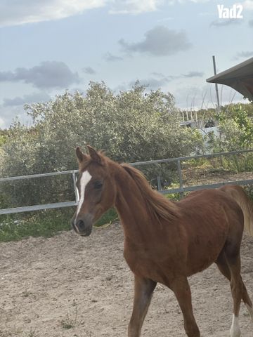 תמונת מודעה - חיות מחמד