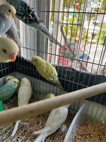 תמונת מודעה - חיות מחמד