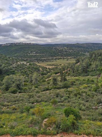 הברוש 62