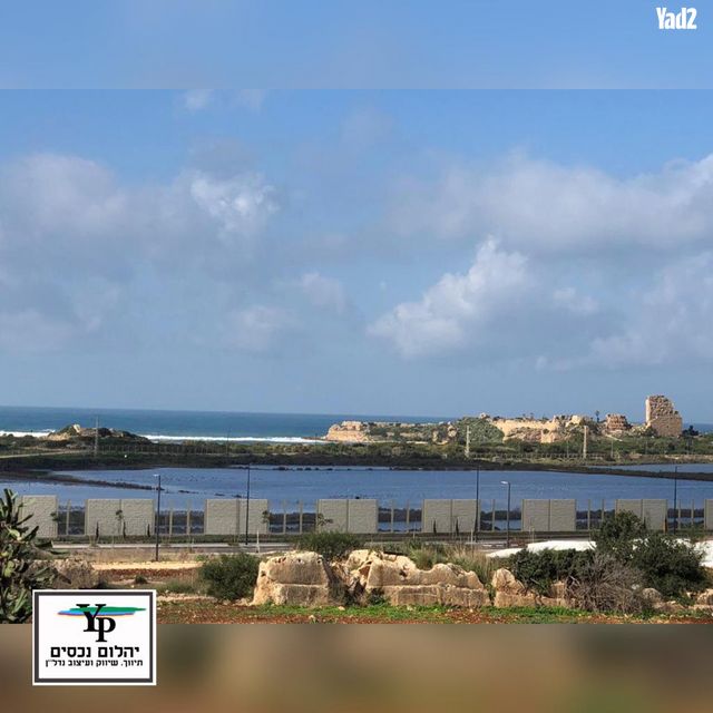 שחף 