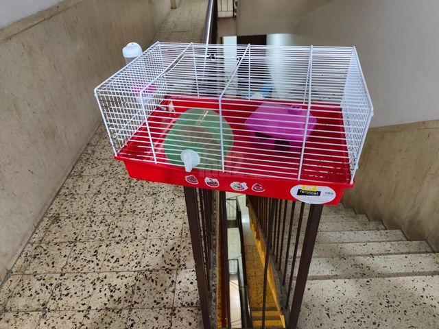 תמונת מודעה - חיות מחמד