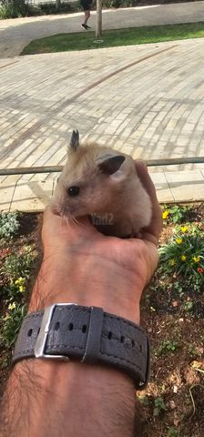 תמונת מודעה - חיות מחמד