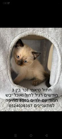 תמונת מודעה - חיות מחמד