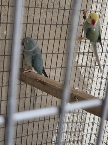 תמונת מודעה - חיות מחמד