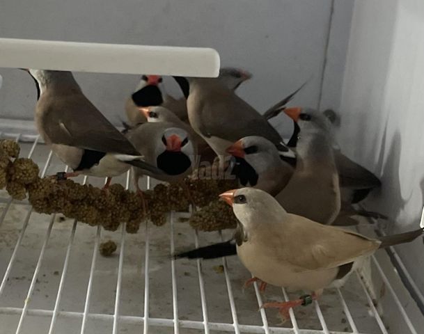 תמונת מודעה - חיות מחמד