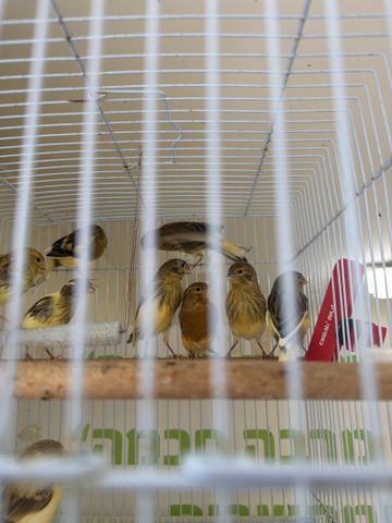 תמונת מודעה - חיות מחמד