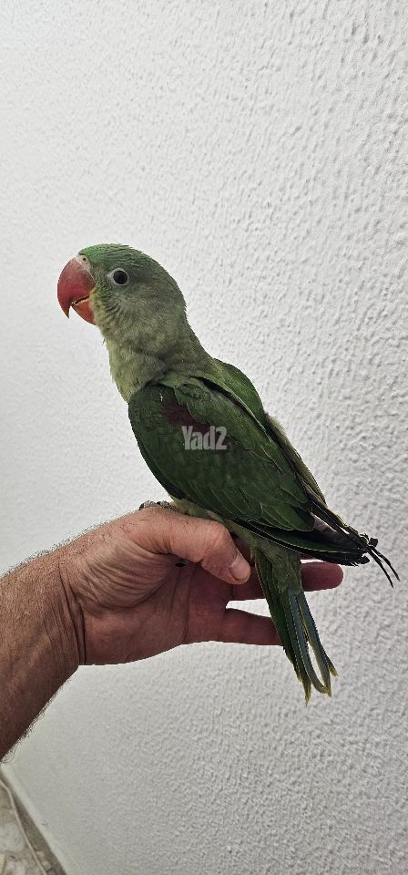 תמונת מודעה - חיות מחמד