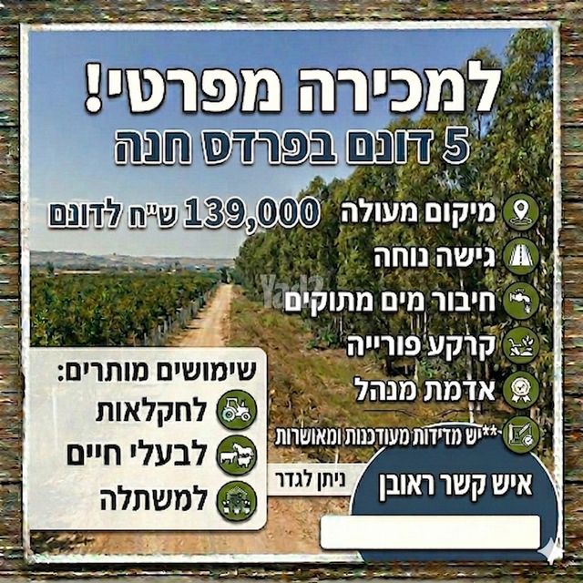 נורית 1