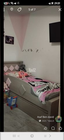 האורן 15