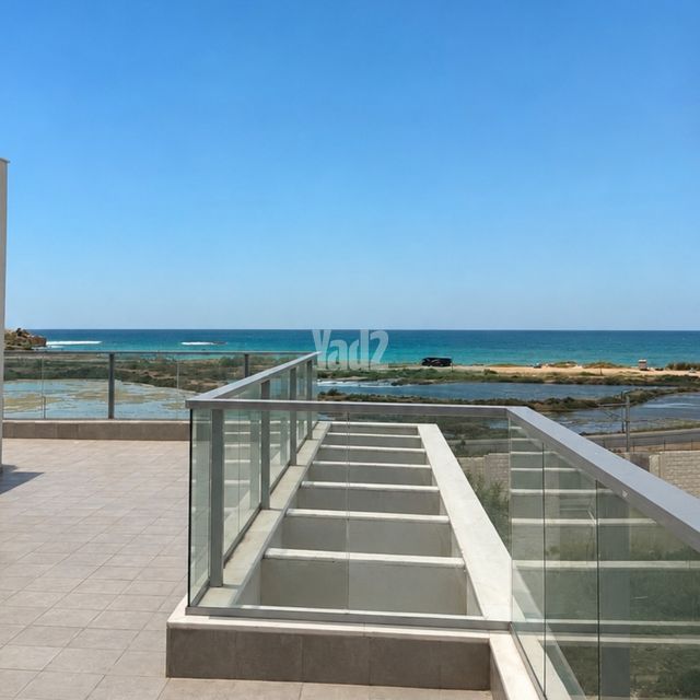 שחף