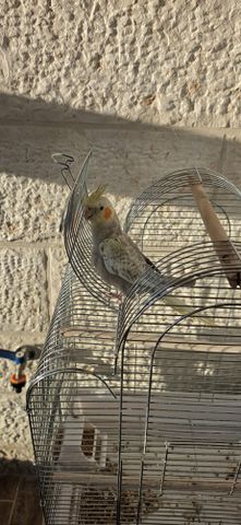 תמונת מודעה - חיות מחמד