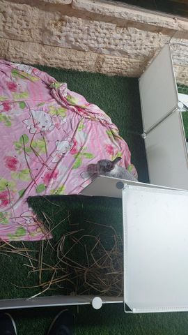 תמונת מודעה - חיות מחמד