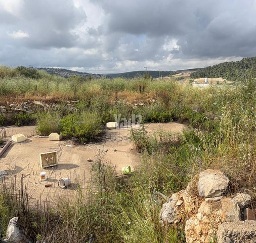 הברושים 334