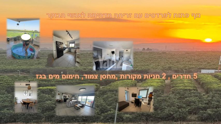 שושנה דמארי 3