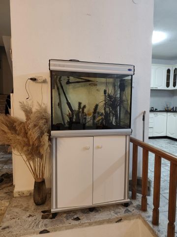 תמונת מודעה - חיות מחמד