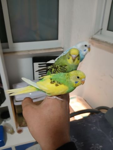 תמונת מודעה - חיות מחמד