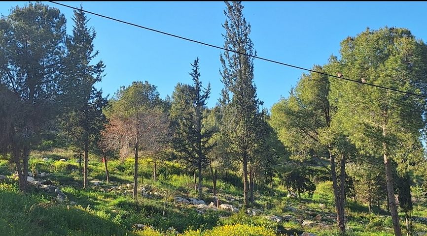 האלון 39
