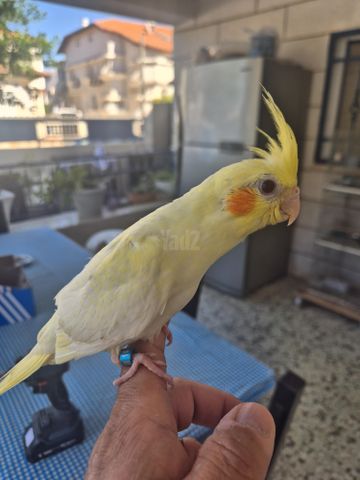 תמונת מודעה - חיות מחמד