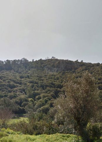 מגרשים, הדר עליון, חיפה