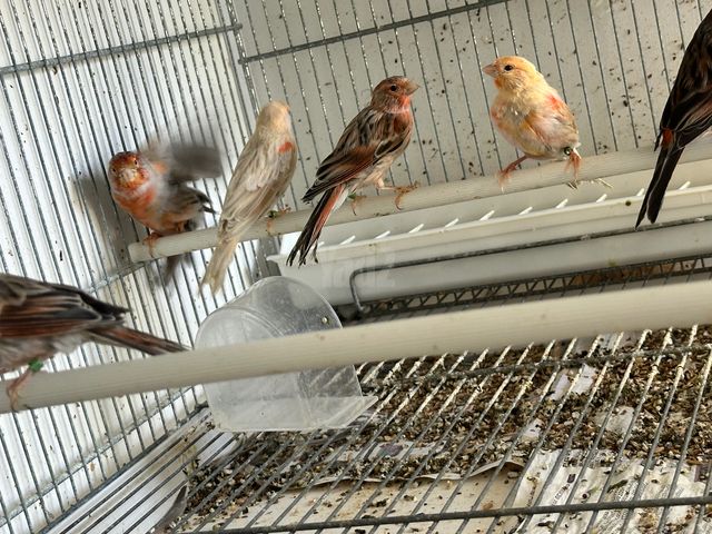 תמונת מודעה - חיות מחמד