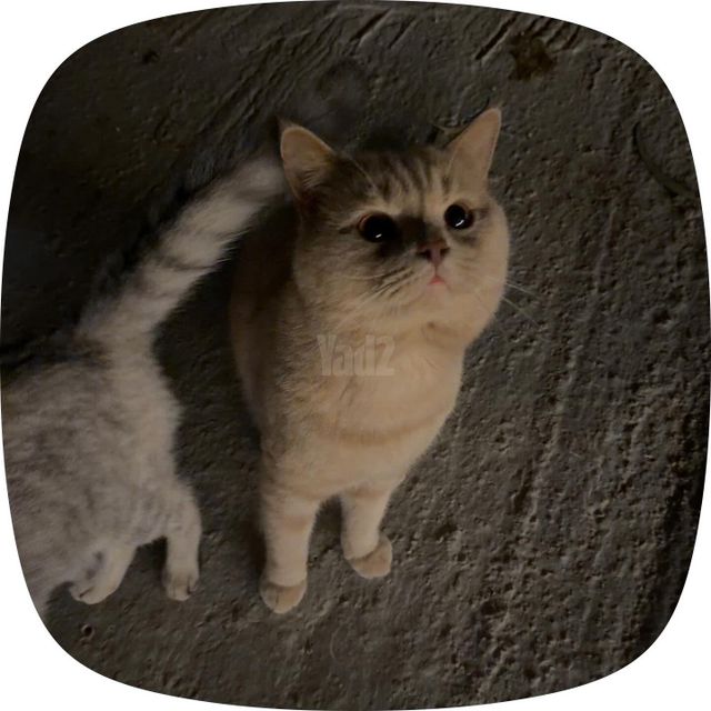 תמונת מודעה - חיות מחמד