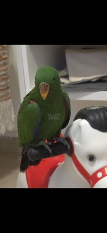 תמונת מודעה - חיות מחמד