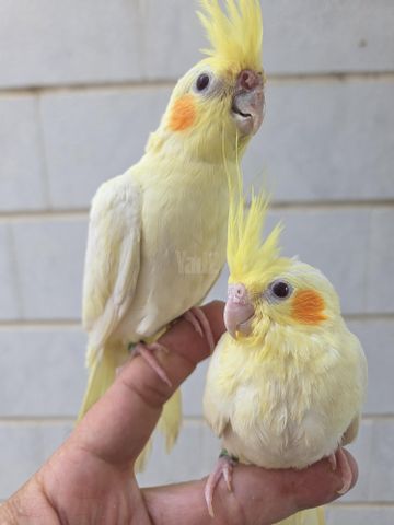 תמונת מודעה - חיות מחמד
