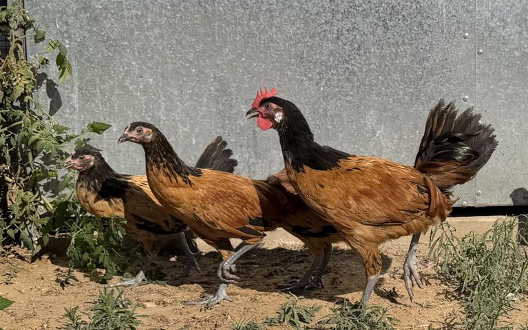 תמונת מודעה - חיות מחמד