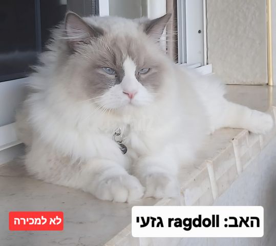 תמונת מודעה - חיות מחמד