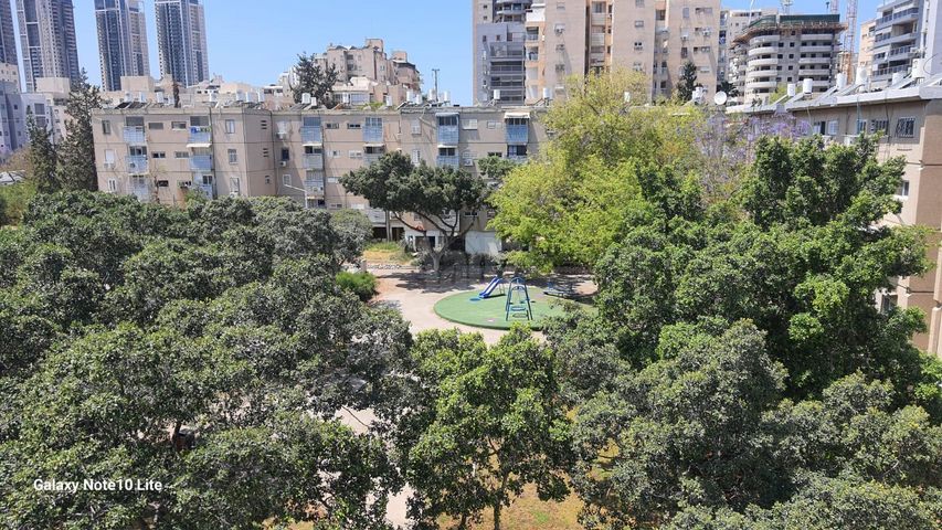 דליה 13