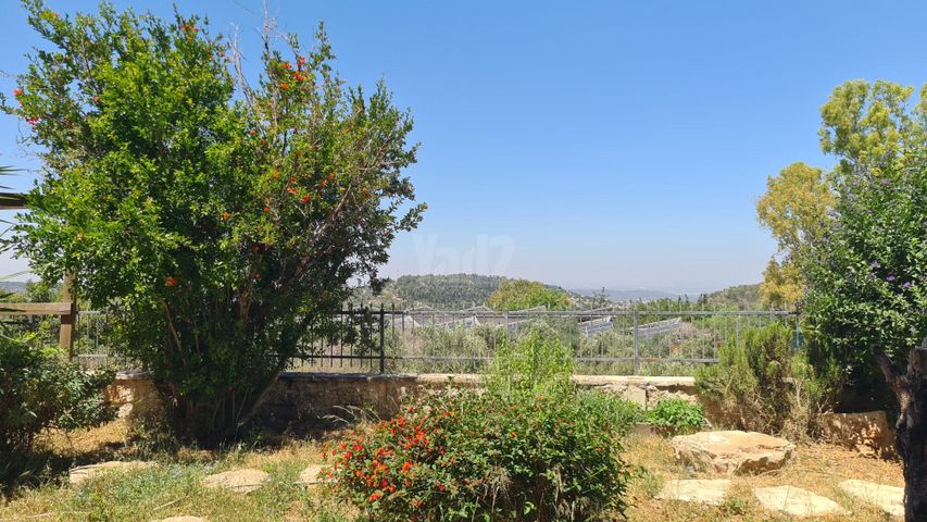 גפן 