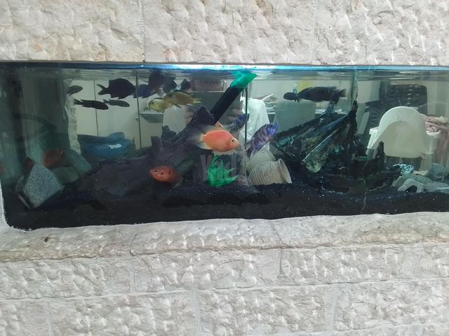 תמונת מודעה - חיות מחמד