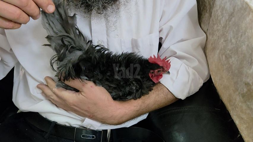 תמונת מודעה - חיות מחמד