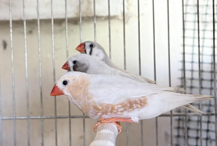 תמונת מודעה - חיות מחמד