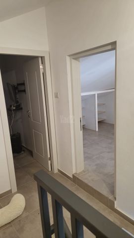 הברוש 530