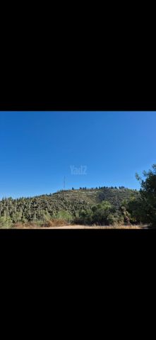 איילת חן 274