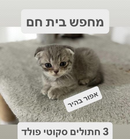 תמונת מודעה - חיות מחמד
