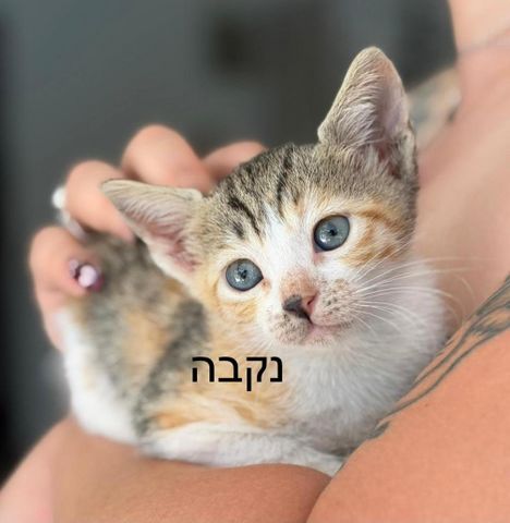 תמונת מודעה - חיות מחמד
